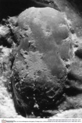 Historisches Foto von Annuntidiogenes elongatus (Fraaije et al., 2019) (NHMW-AFW-GEO-BACHMAYER-FOTO-1990-0041-4911)